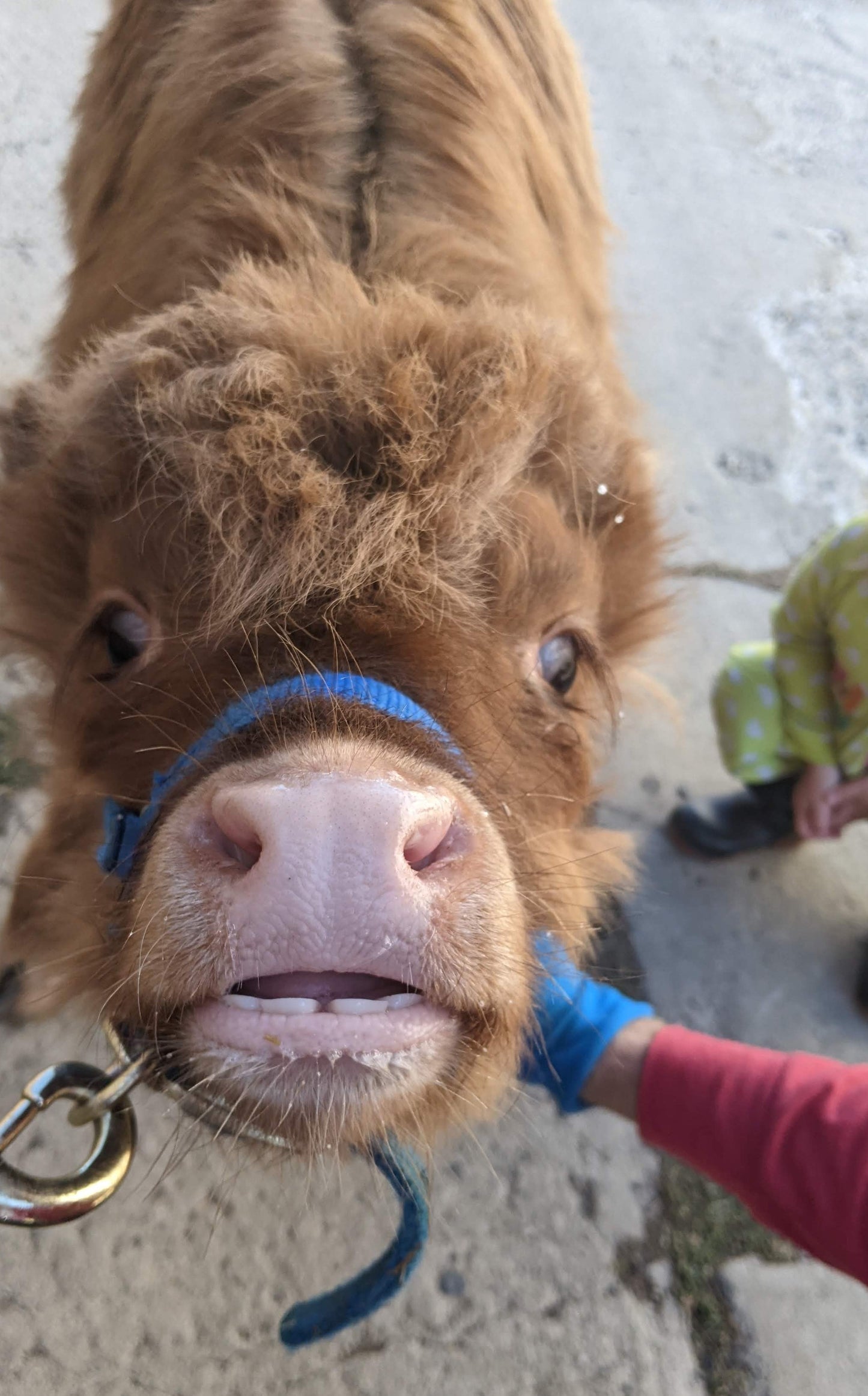 Highland Cow Experience Tour