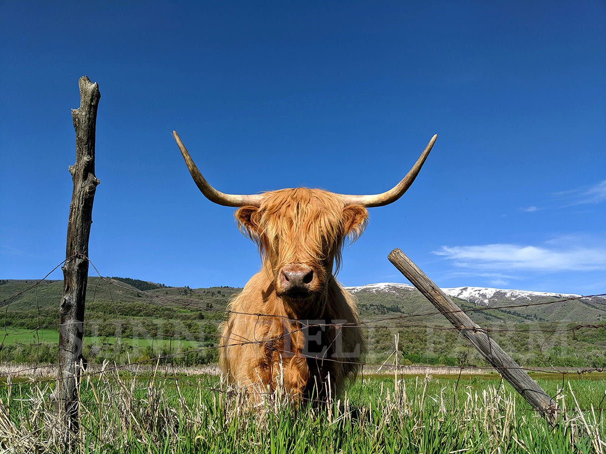 Highland Cow Experience Tour