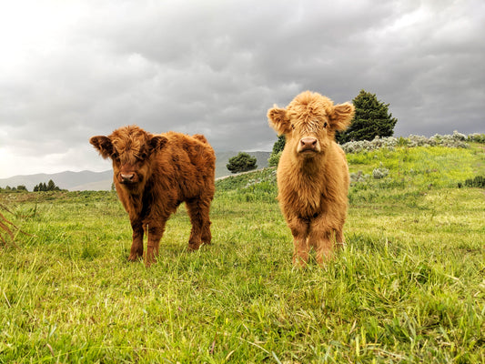 Fluffy Calves