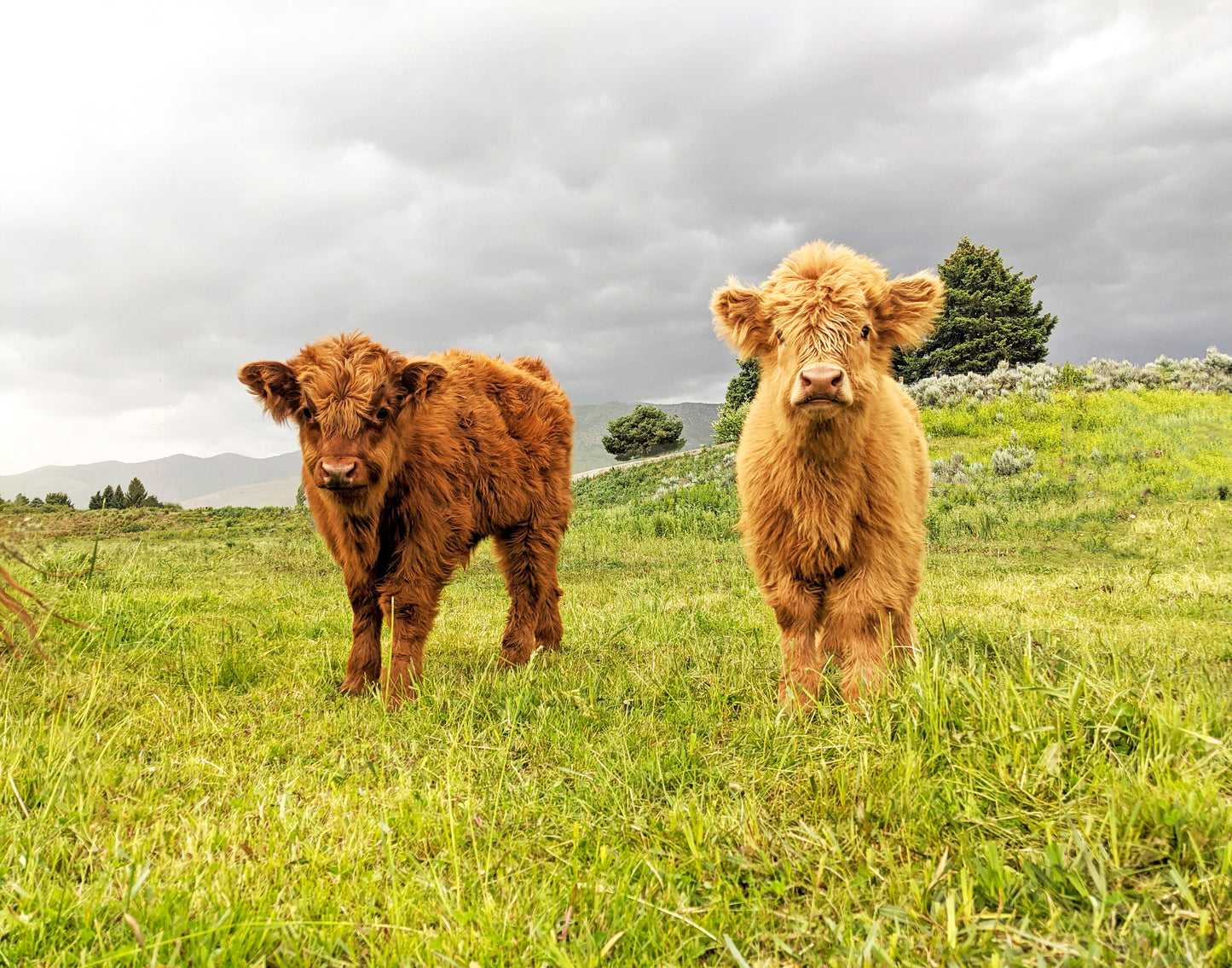 Fluffy Calves