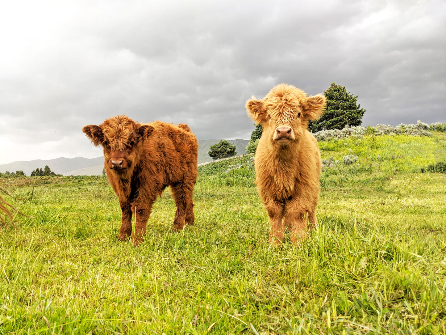 Fluffy Calves