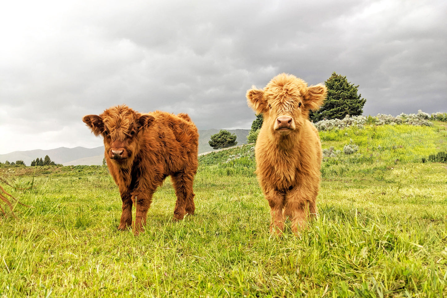 Fluffy Calves