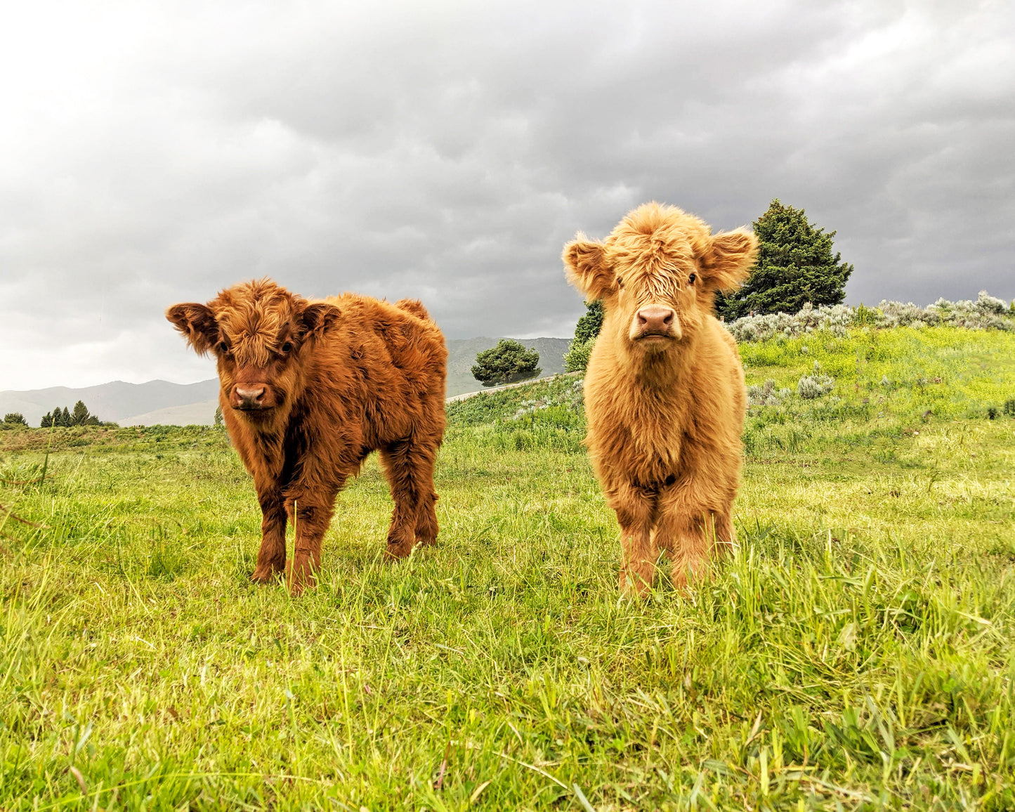 Fluffy Calves