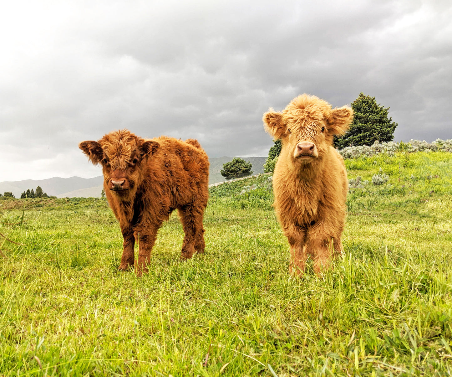 Fluffy Calves