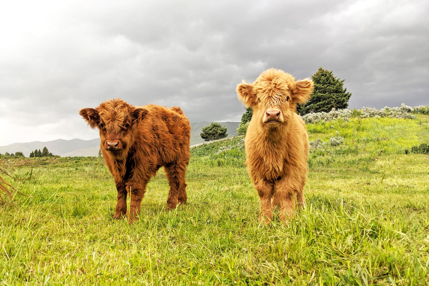 Fluffy Calves