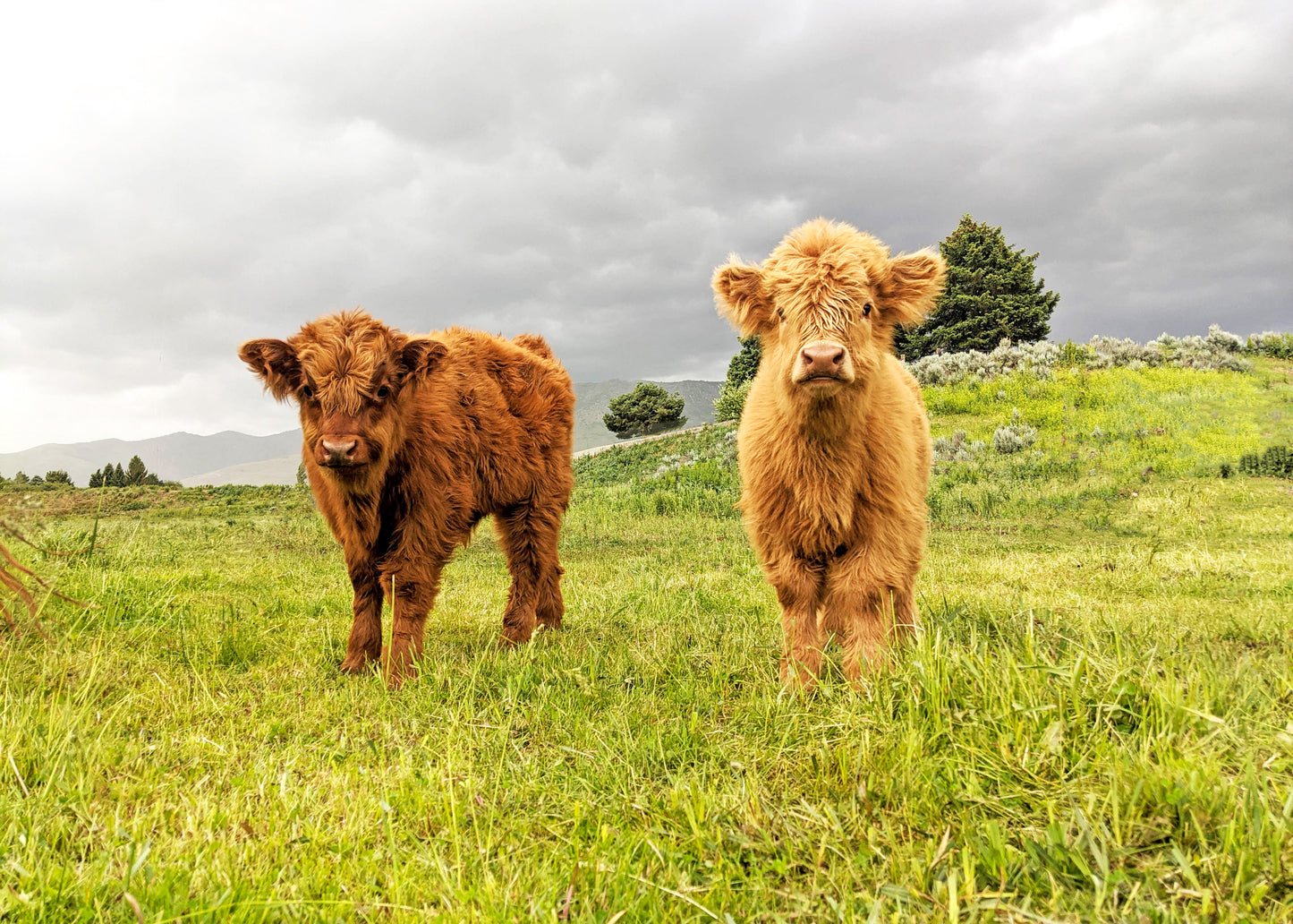 Fluffy Calves