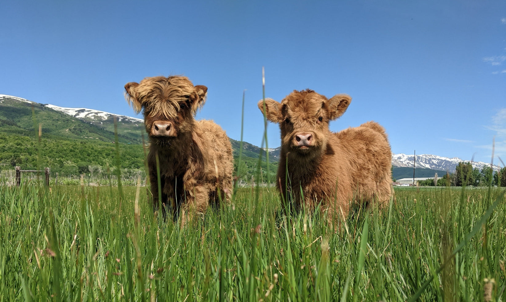 Highland Cow Experience Tour – Sunnyfield Farm